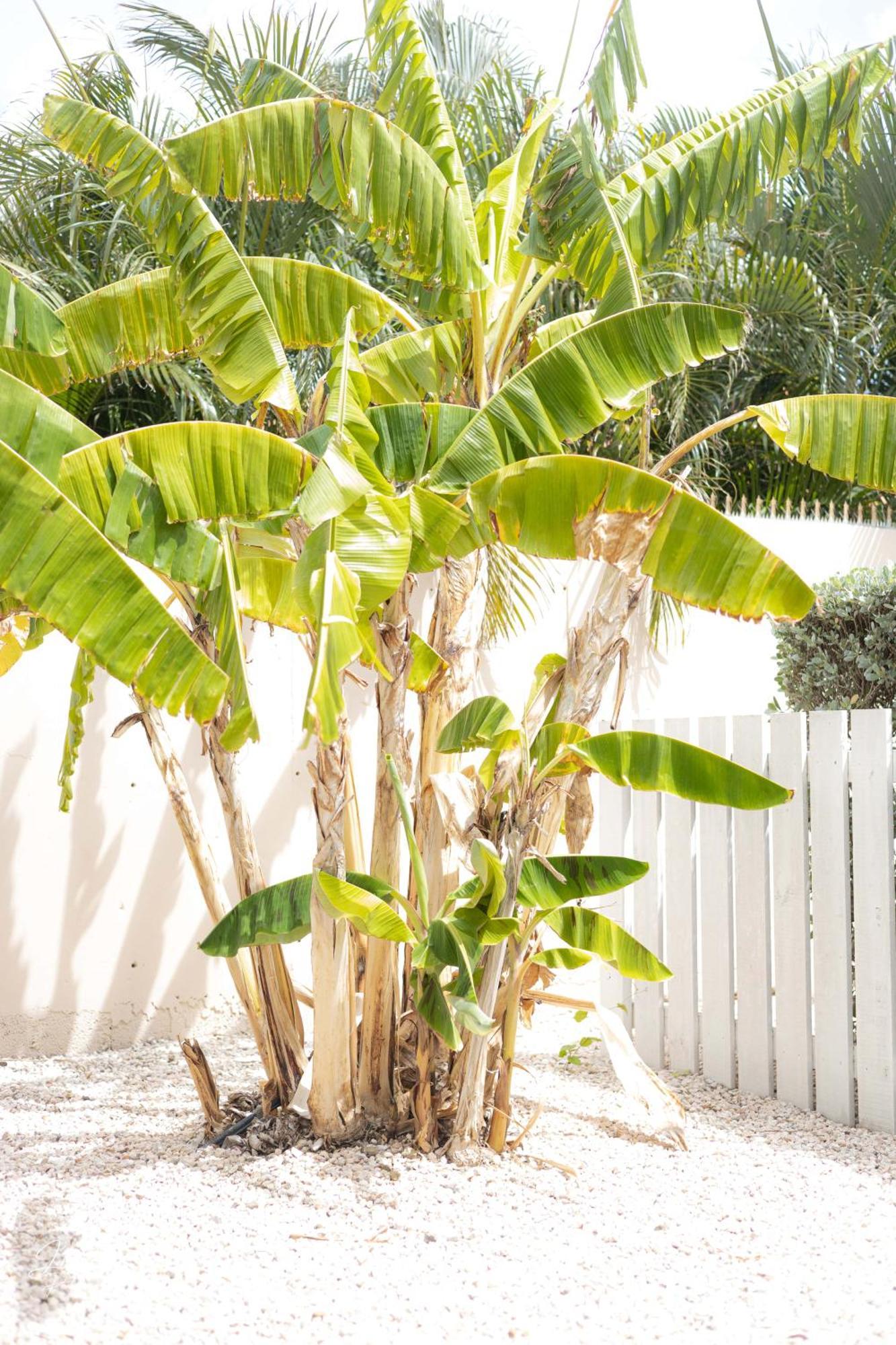 Dushi Townhouse Curacao Διαμέρισμα Βίλλεμσταντ Εξωτερικό φωτογραφία